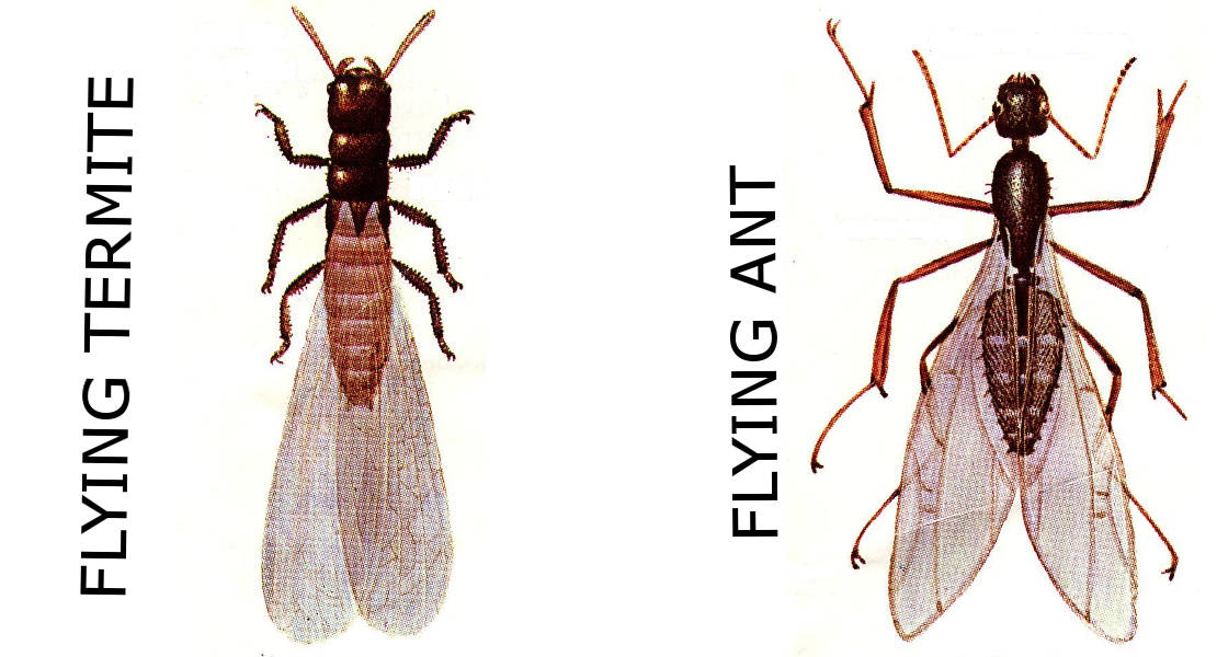flying termite comparision to flying ant